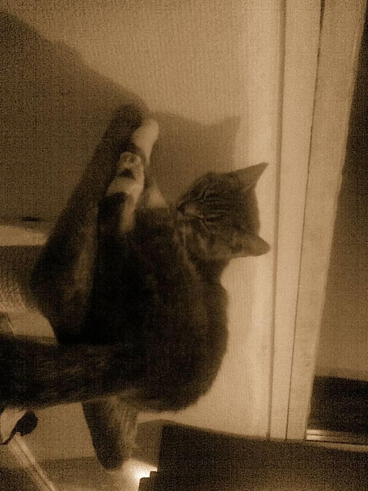 Huskat grisling billede 5