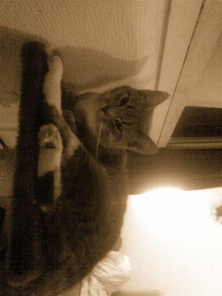 Huskat grisling billede 6