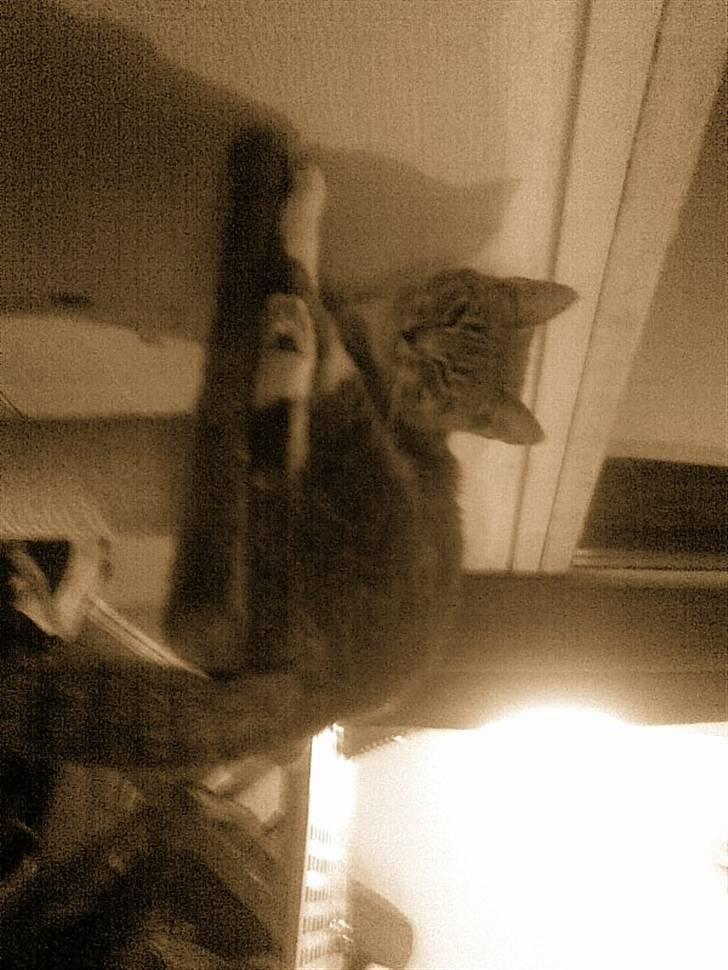 Huskat grisling billede 7