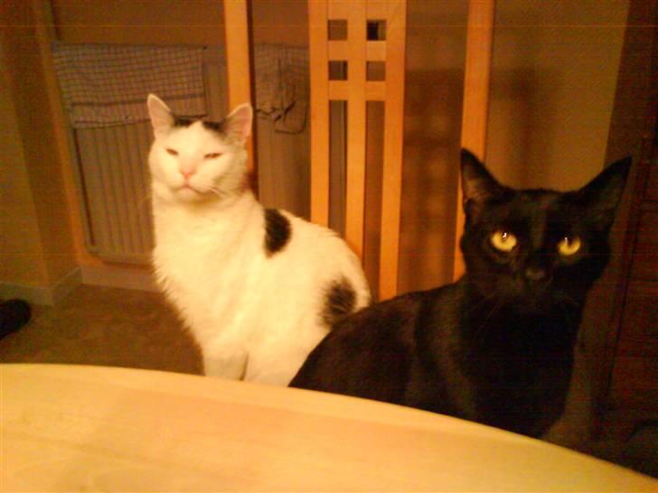 Huskat Stitch :o) - Brormand og mig:D billede 11