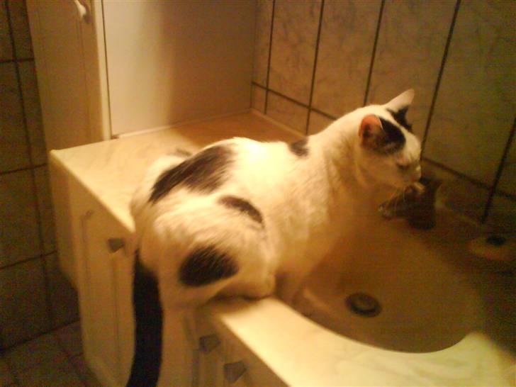 Huskat Stitch :o) - um, der er ikke noget som frisk vand fra vandhanen:D billede 12