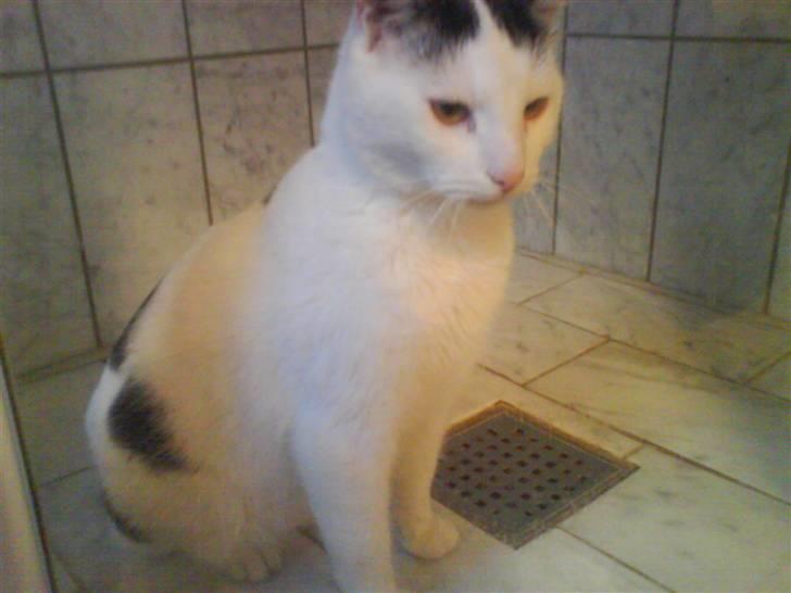 Huskat Stitch :o) - årrrh nej, mor har spærret mig inde;o billede 13