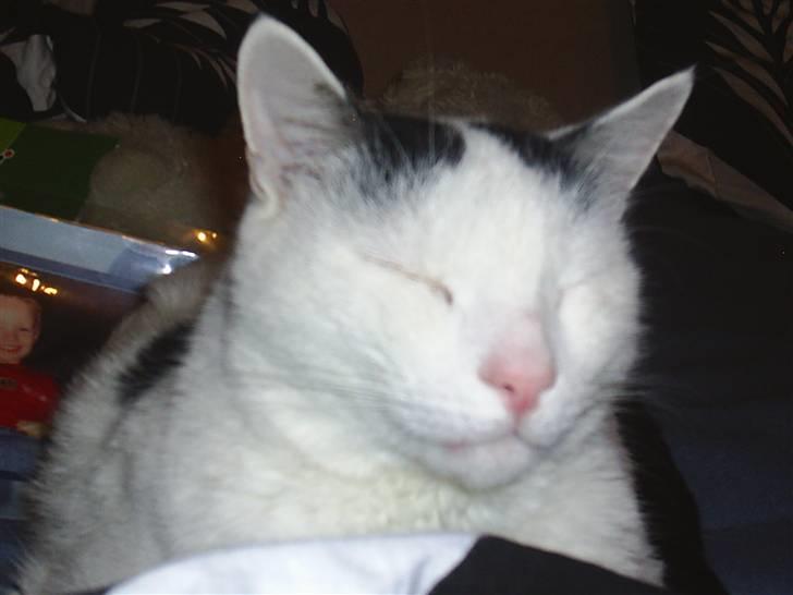 Huskat Stitch :o) billede 14