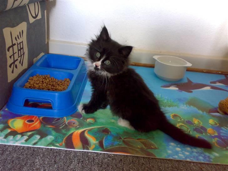 Blanding af racer BonJovi - BonJovi som hun så ud da jeg fandt hende billede 1