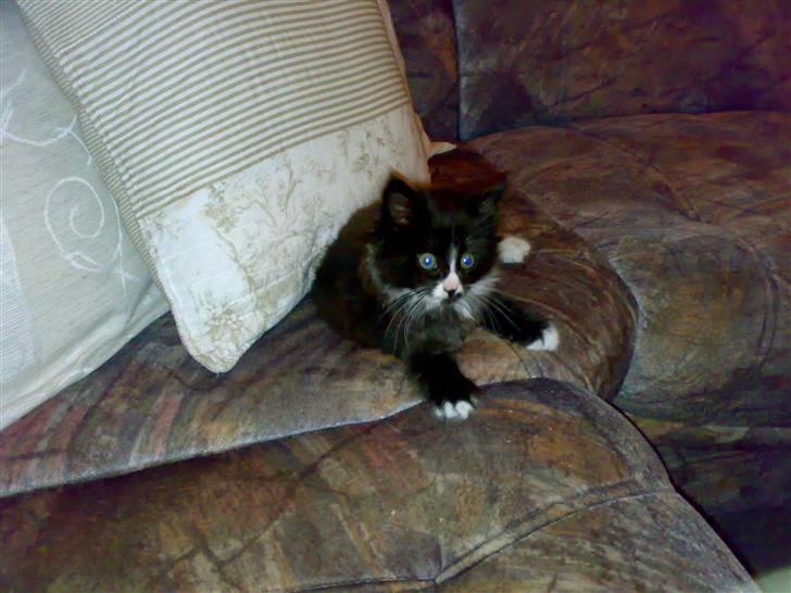 Blanding af racer BonJovi - hygge i mit nye hjem billede 2