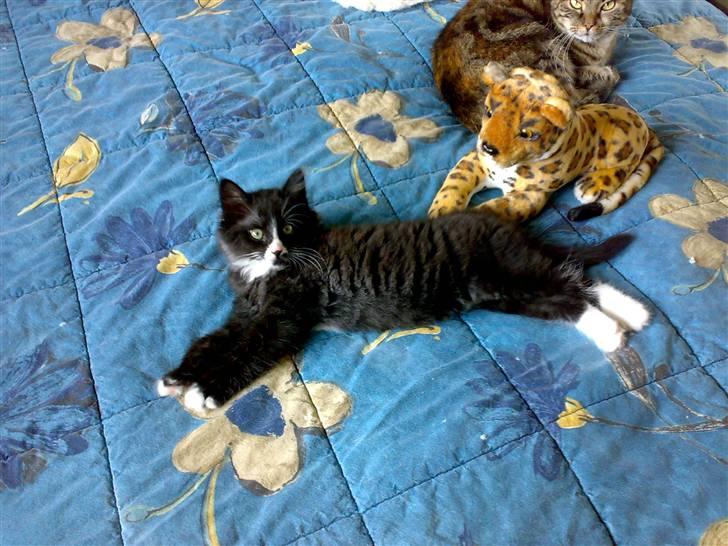 Blanding af racer BonJovi billede 3