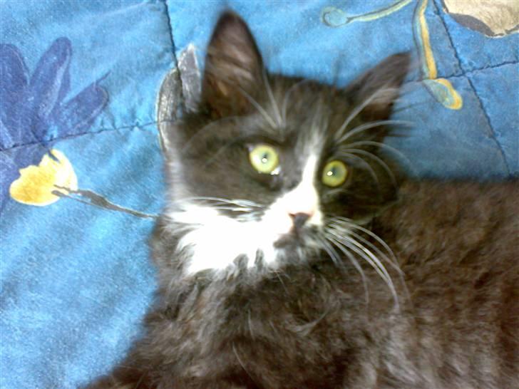 Blanding af racer BonJovi billede 4