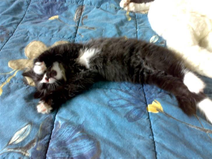 Blanding af racer BonJovi billede 5