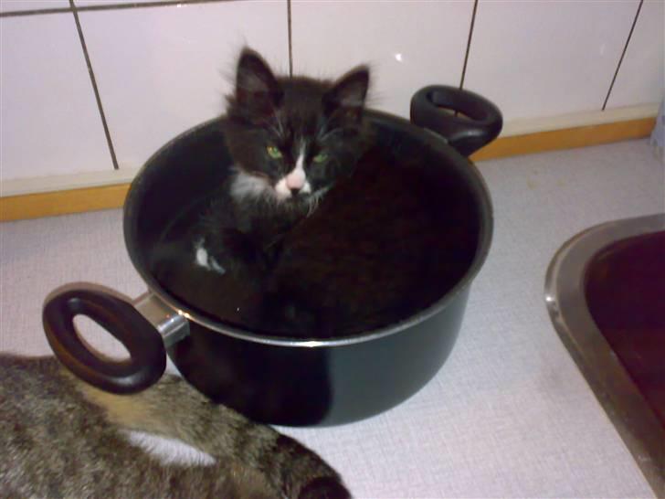 Blanding af racer BonJovi - uhmm her ligger man da godt billede 6