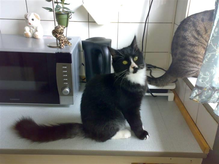 Blanding af racer BonJovi - se lige min hale... billede 7