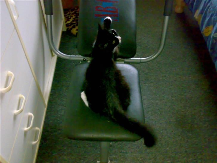 Blanding af racer BonJovi - dyrker lige lidt motion billede 8