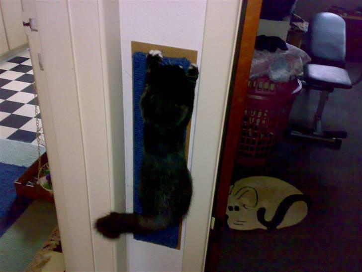 Blanding af racer BonJovi - et specielt kradsebræt billede 9