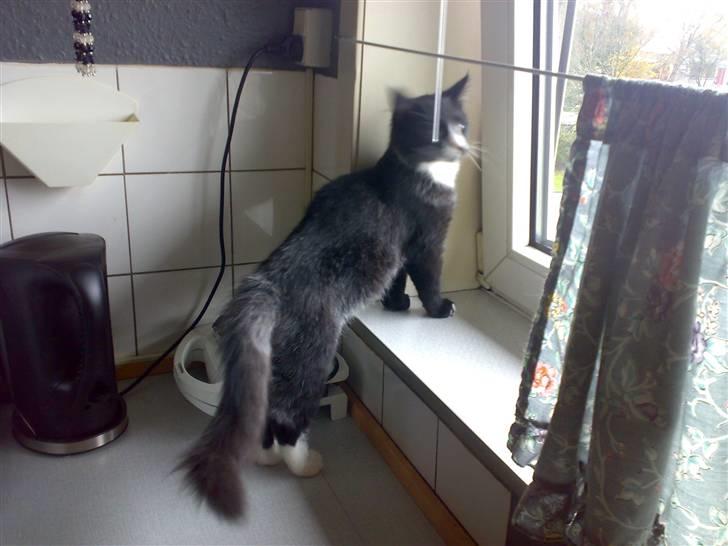 Blanding af racer BonJovi - nøjj en udsigt billede 10