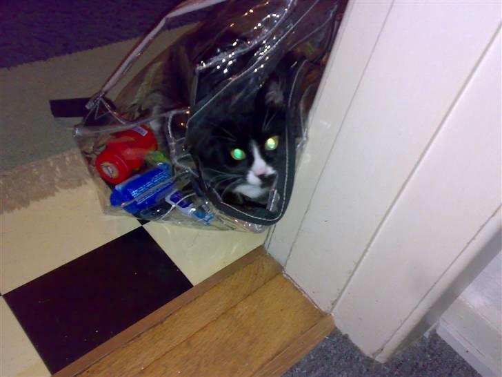 Blanding af racer BonJovi - gemmer mig i mors arbejdstaske billede 11