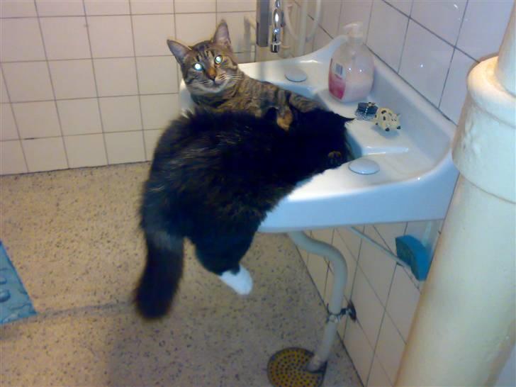 Blanding af racer BonJovi - får lige en tår mælk af min papmor..hæhæ billede 12