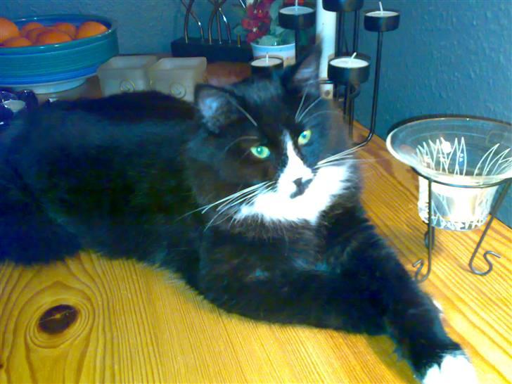 Blanding af racer BonJovi - ja BonJovi i dag billede 13