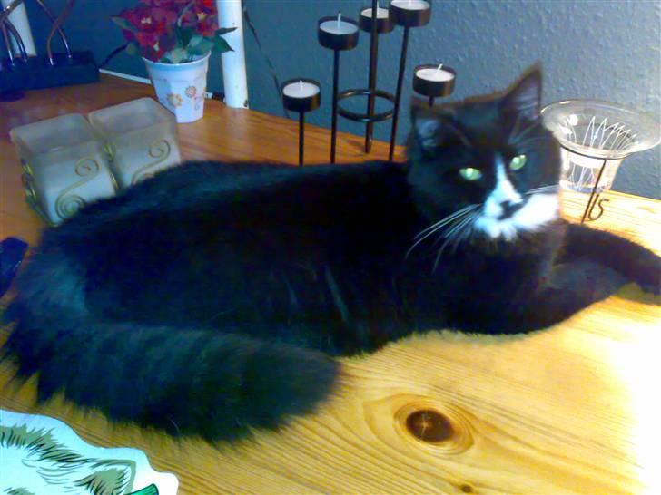 Blanding af racer BonJovi - er jeg ikk dejlig??? billede 14