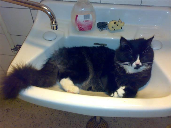 Blanding af racer BonJovi - elsker at ligge i vasken billede 15