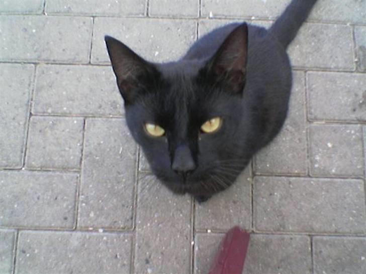 Huskat Sambo =') billede 1