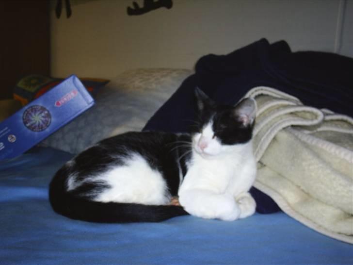 Huskat Sambo =') - Dette er min mor:) billede 2