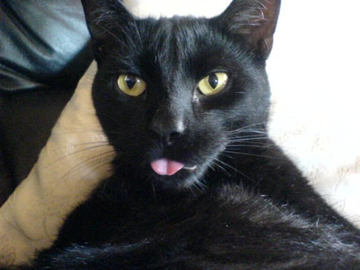 Huskat Sambo =') - Så kan du lære det;D billede 3