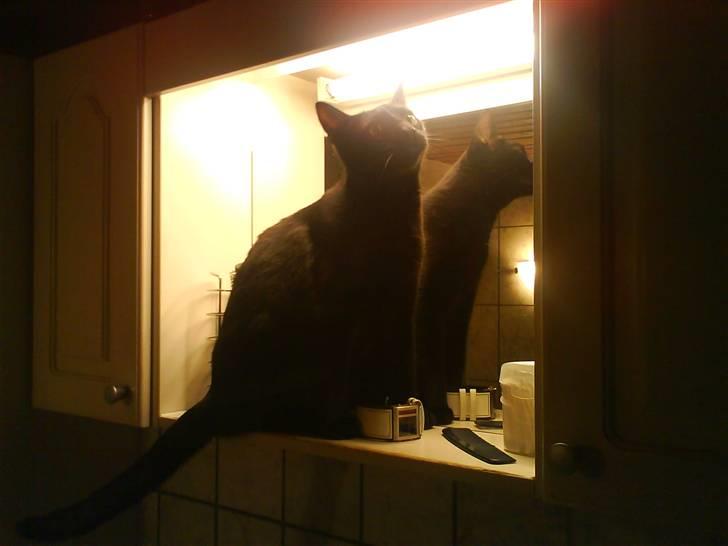 Huskat Sambo =') - Jeg elsker at spejle mig:b billede 4