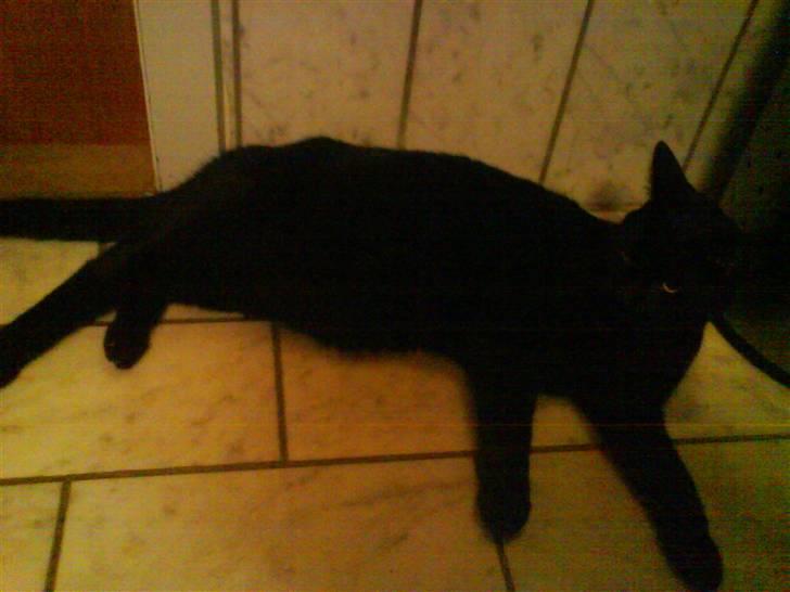 Huskat Sambo =') billede 5