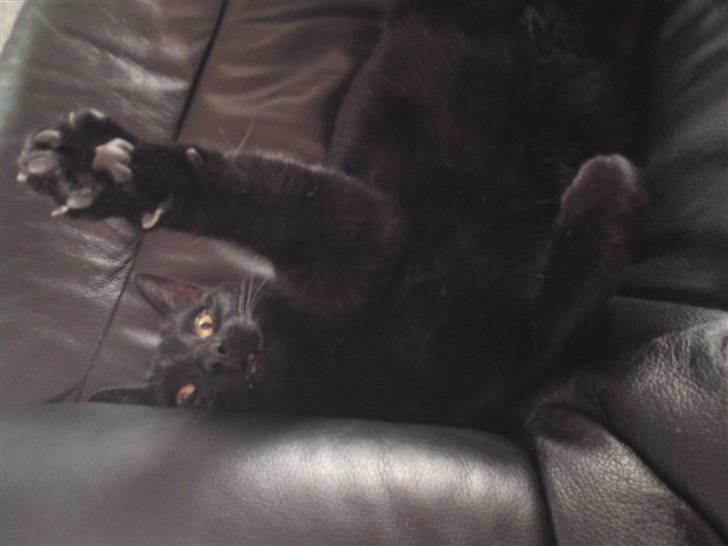 Huskat Sambo =') - Haaaaaaaaarija! Kom bare an 8D billede 6