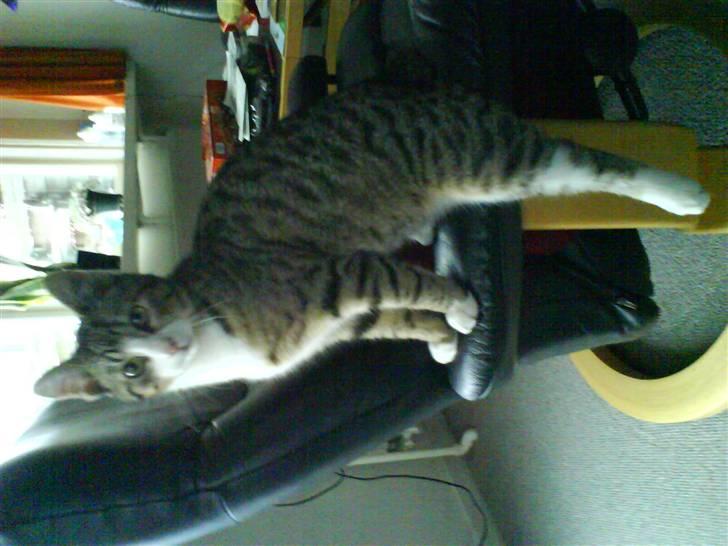 Huskat Mismis billede 1