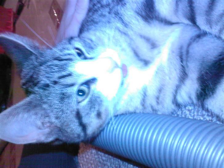 Huskat Mismis billede 2