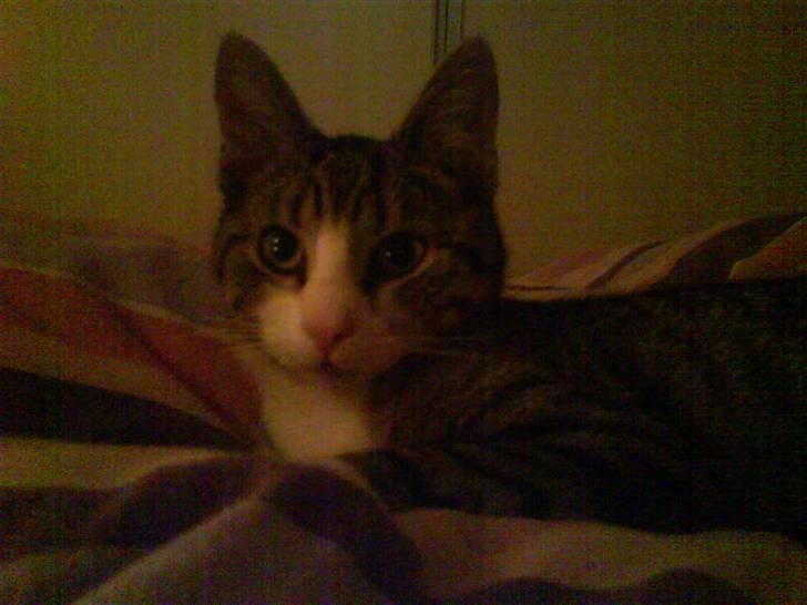 Huskat Mismis billede 3