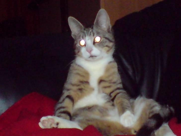 Huskat Mismis billede 4