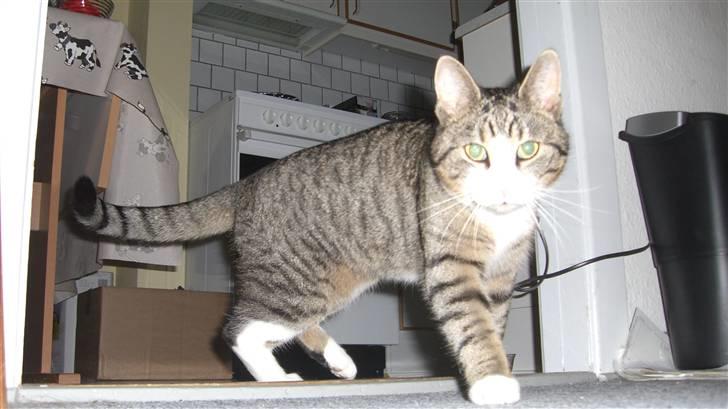 Huskat Mismis billede 5