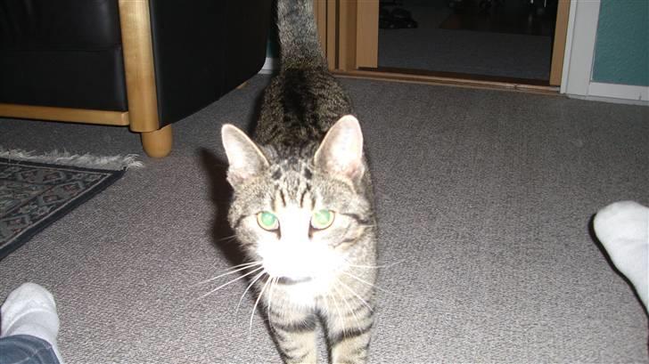 Huskat Mismis billede 6