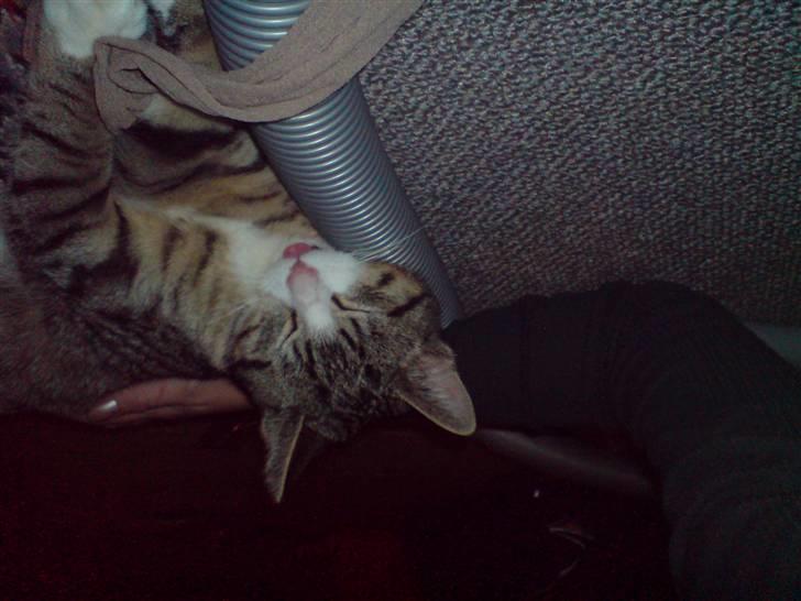 Huskat Mismis billede 7