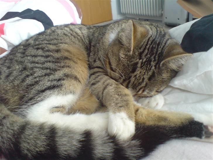 Huskat Mismis billede 8