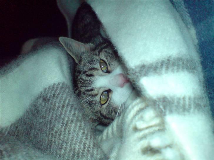 Huskat Mismis billede 9