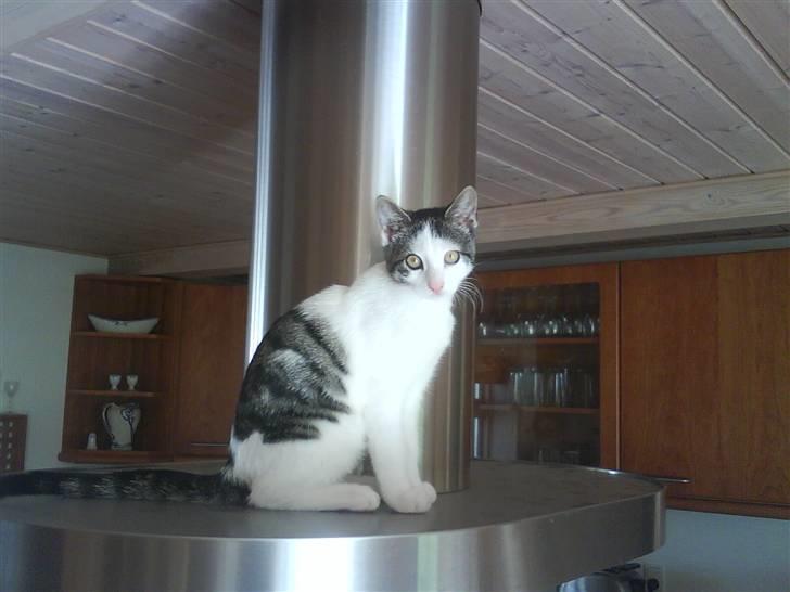 Huskat heinrich billede 1