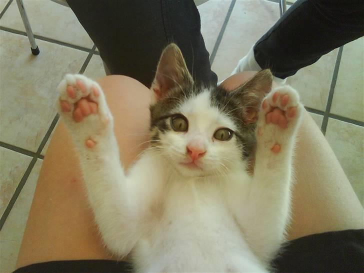 Huskat heinrich billede 2