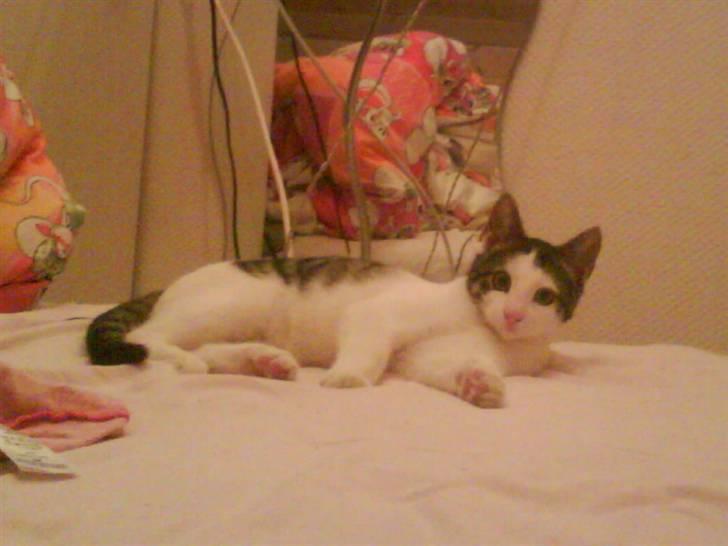 Huskat heinrich billede 3