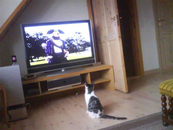 Huskat heinrich billede 4