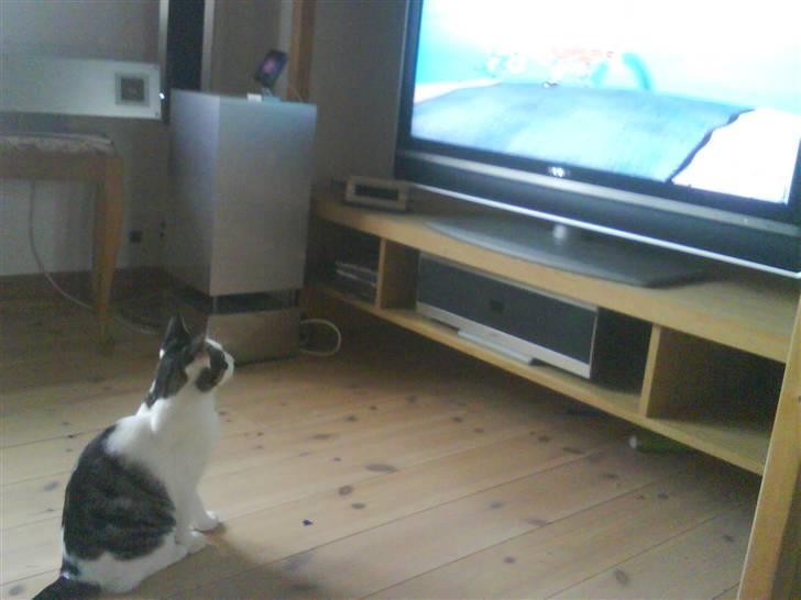 Huskat heinrich billede 5