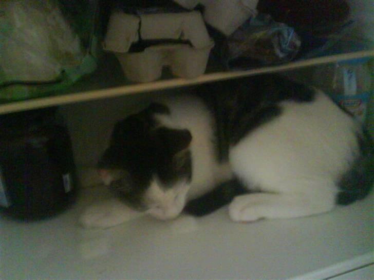 Huskat heinrich billede 6