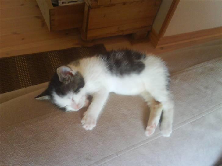 Huskat heinrich billede 8