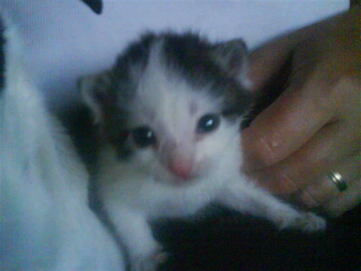 Huskat heinrich billede 9