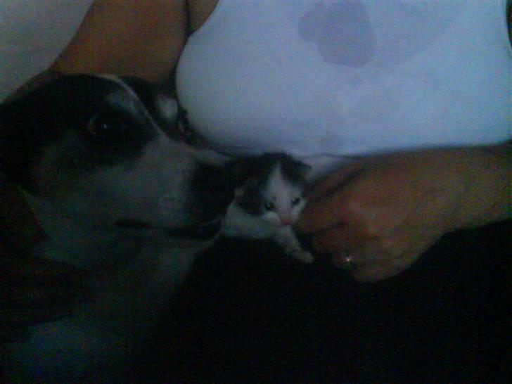 Huskat heinrich billede 10