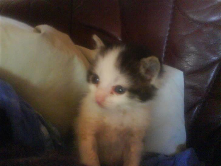 Huskat heinrich billede 11