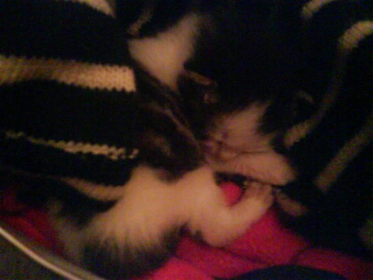 Huskat heinrich billede 12