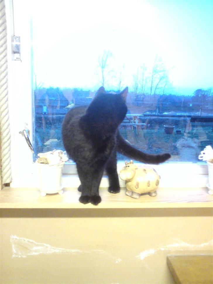 Huskat Sorte-per billede 17