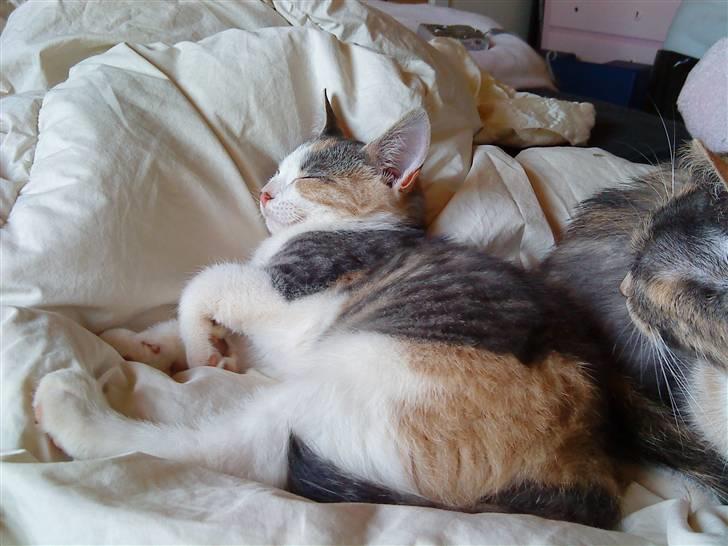 Blanding af racer Baby Plet <3 - 6-De putter :b Foto-Mor billede 6